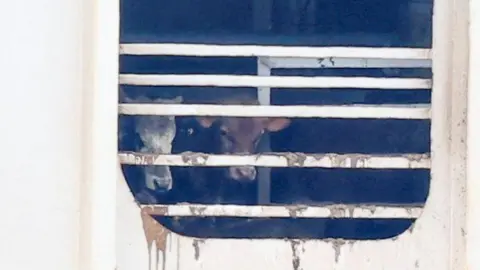 Cattle on board the Al Kuwait