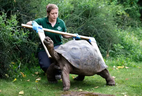 Tolga Akmen / AFP A Galapagos tortoise being measured