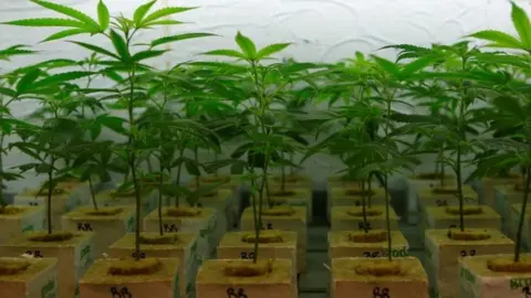 Reuters Cannabis plants
