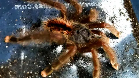 RSPCA tarantula