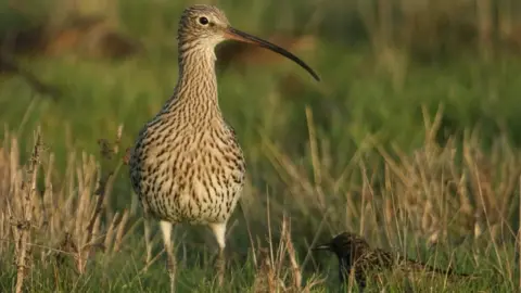 Getty Images Curlew