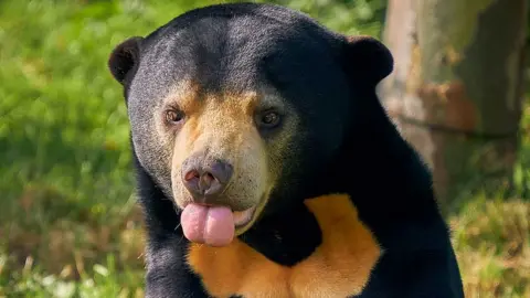 Paradise Wildlife Park Sun bear