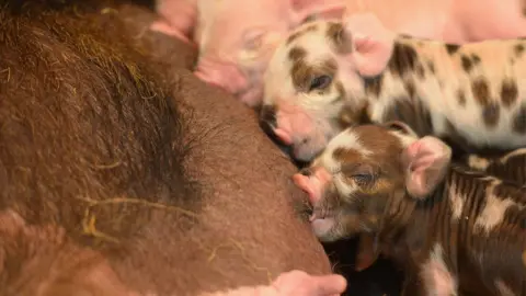 Getty Images Piglets