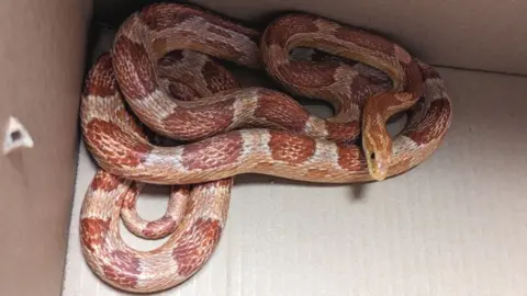 RSPCA Snake in a box