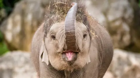 Chester Zoo Two-year-old Indali Hi Way