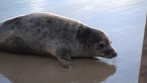 Judi Dench the seal