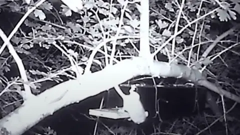 Longleat A black and white night camera shot showing a low tree branch with a dormouse in view. 