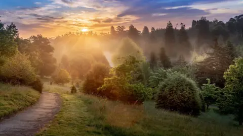 Rows of trees at sunrise with the sun rising over the horizon on blue cloudy sky