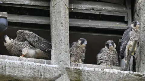 Four peregrine falcons sitting on a grey stone church tower. One has its wings slightly spread. They are all ringed.