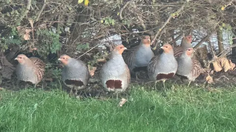 Stephen Boyle Seven grey partridges in a garden in Moray. The birds are all mainly grey with orange faces and speckled white and brown backs. They are huddled below a bush on green grass.