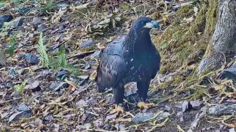 Forestry England An eagle is standing on a forest floor. It has mostly black feathers but some white ones too. It has a dark hooked beak