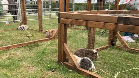 Four guinea pigs in two separate wooden pens on a grassed area. Two in each pen are huddled together in the corners on the grass.