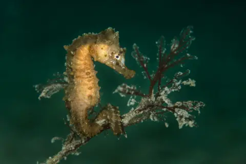 Thomas Ozanne Image of a seahorse clinging onto some seaweed