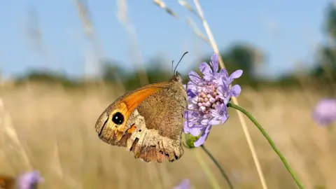 Nutkin A brown and orange butterfly with a black dot is perched on a lilac flower in a field. 