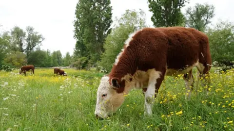 PA Media A close-up of a brown and white cow eating grass. There are wildflowers growing in the meadow and trees and bushes in the background as well as two other cattle of the same colour