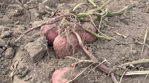 Abigail Jaiyeola/BBC A photo of a freshly picked potato plant covered in soil.