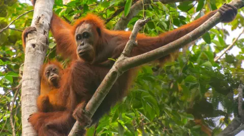 An adult and baby orangutan in a tree