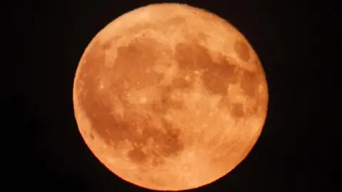 Strawberry Moon close up