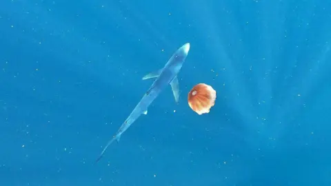 Dr Bryce Stewart A blue shark next to a jellyfish underwater.