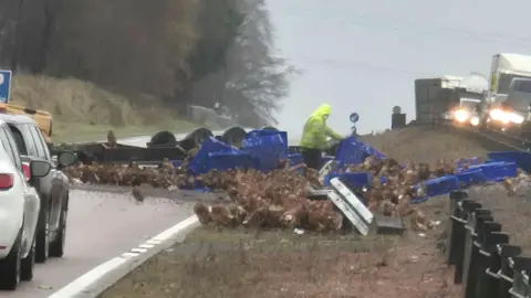 A person in hi-vis wear with a number of blue plastic containers spilled onto a road. Hundreds of chickens are running around the road 