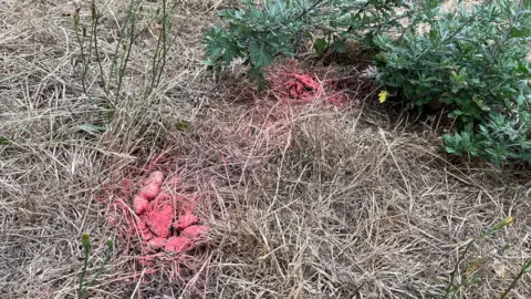 Piles of dog poo sprayed with red chalk spray sat on yellowed grass, with some green plants in the top right hand side of the image. 