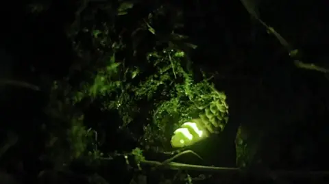 Glowing green worm figure in grass in the dark