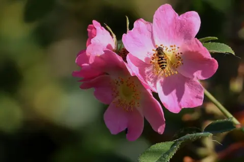 bbc weather watchers / Dan Seaham Harbour Lad Three pink flowers are in bloom at the head of a green, leafy stem. A winged-insect has landed in the yellow centre of one of the flowers.
