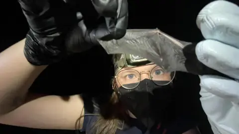 Hannah Le Morvan holds a bat wing out in front of her, the background is dark, she is wearing a facemask, a headtorch and round glasses. She wears gloves to protect the delicate wings. 