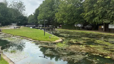 Erewash Canal - lots of vegetation can be seen in the water and a lock is ahead. 