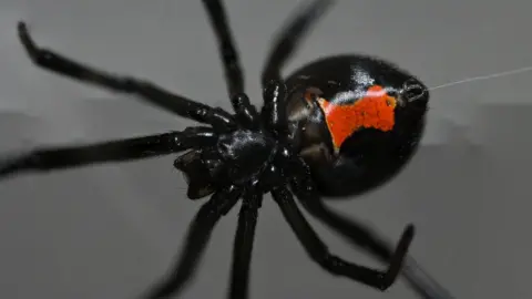 Getty Images Close up of a black widow spider. The spider has a black body and legs with a small red-marked belly. A string of web is coming out of the spider's body. It has eight long black legs and a thick body.