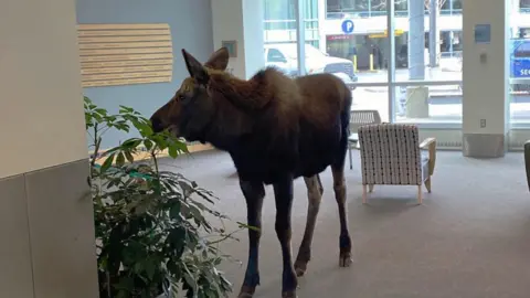 Moose in hospital