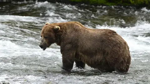 Katmai National Park and Preserve Chunk the brown bear stands in a river fishing for salmon. He has a distinctive scar across his muzzle. 