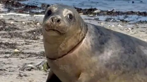 A grey seal pup on a sandy shore, looking at the camera