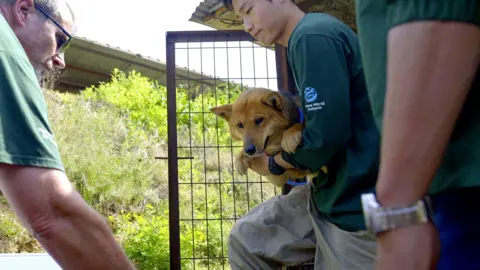 Hyunjung Kim/BBC News Rescuers carry a dog out of a cage