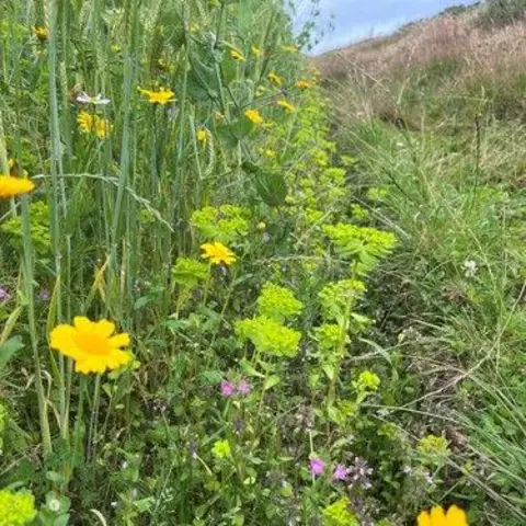 NRW A field with wild flowers, some yellow, some purple, growing at the edge of the field. The rules regulating this site of Special Scientific Interest stipulate that margins are kept free of slurry and weed killer. The farmer claims it is impossible to keep all chemicals away from the margins and grow crops successfully.