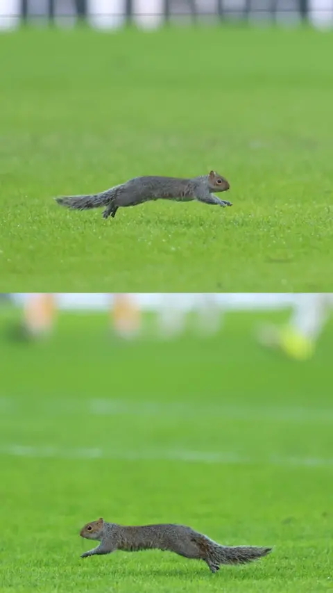 A squirrel running backward and forwards on a football pitch.