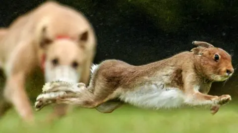 A dog is seen chasing a hare
