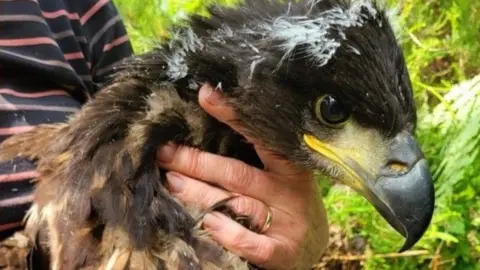 A bird with a sharp black beak, mottled brown and grey feathers, yellow feet and long black talons is held by a set of human hands. It looks calm and concentrated.