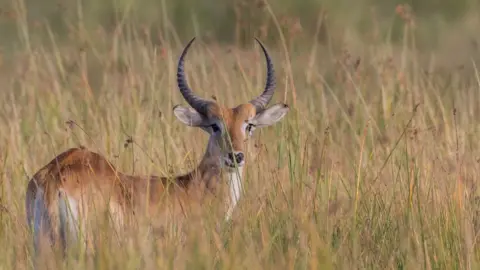 namibelephant/Getty Images Antelope in the wild