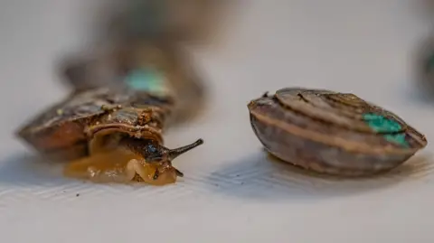 Two tiny snails marked with coloured dots