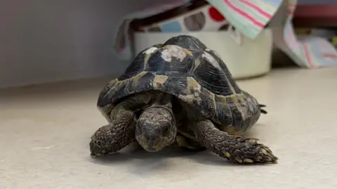 Tortoise