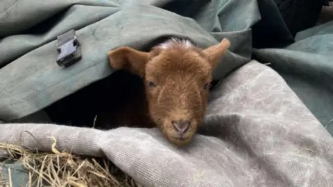 PA Media Steven the lamb