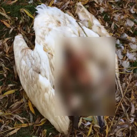 RSPCA Dead swan