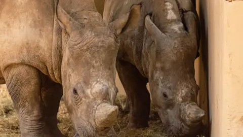 Two southern white rhinos side by side. They are both grazing what appears to be hay on the floor.