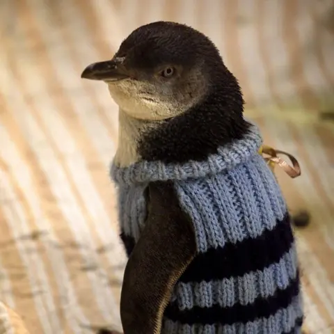 Getty Images A picture of a penguin wearing a blue knitted jumper with black stripes. The knitwear covers its body and has a thicker section around the neck.