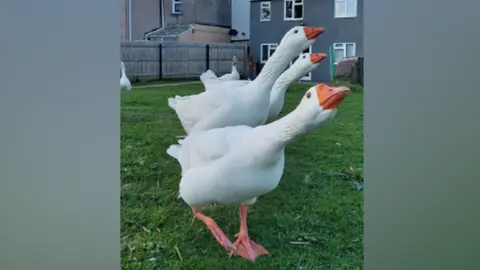 Local Democracy Reporting Service geese