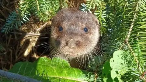 UK Wild Otter Trust An otter poking its head out from a green Christmas tree. It has a brown furry face, dark eyes and long whiskers. 