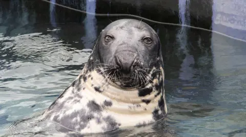 PA Media A grey seal looking towards the camera, floating in a pool