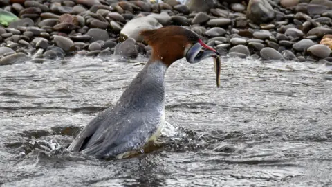 Alistair Warwick A goosander, which is grey with a brown-orange head and orange beak, catches a black and silver lamprey on the water. The water is disturbed with splashes and bubbles coming off the surface. In the background, rows of dark-coloured pebbles can be seen.