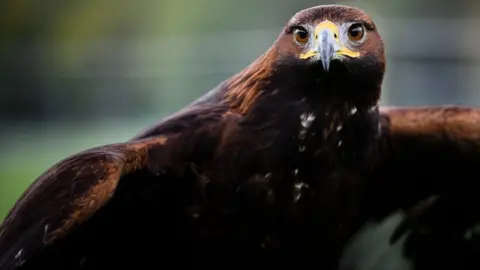 Golden eagle